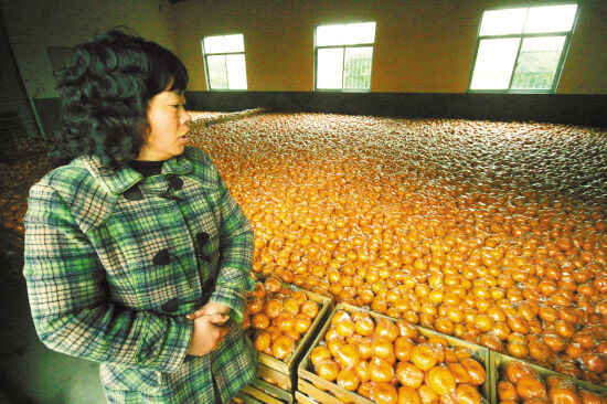 浙江衢州柑橘销量只占总产量的10%