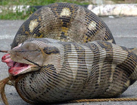 蟒蛇入侵 佛罗里达多次上演蟒蛇吞鳄战