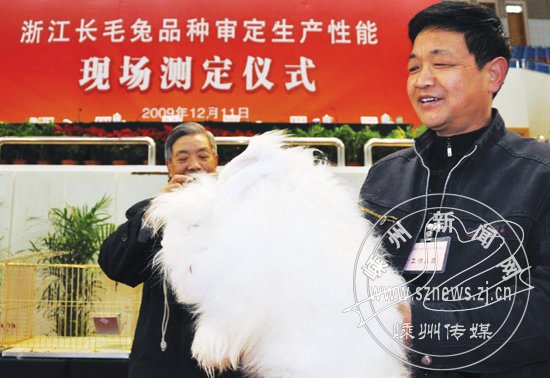 白中王长毛兔将升格国家级