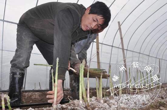 首次采用大棚种植芦笋获得成功