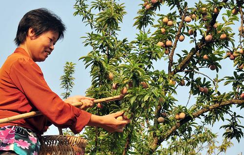 浙江省嵊州市金庭镇的果农在采摘桃形李