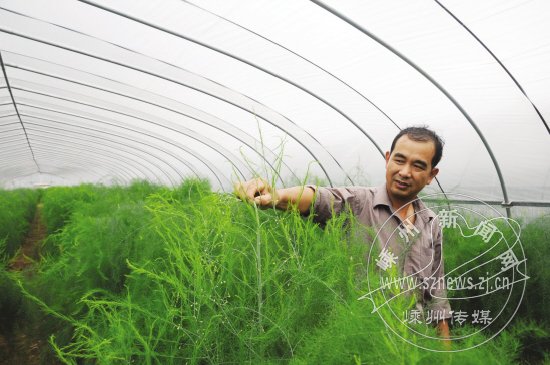 屠昌良:芦笋留母茎阶段的管理很重要