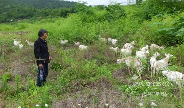 生态养羊助农增收