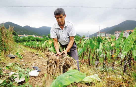 早芋艿助一方农民增收