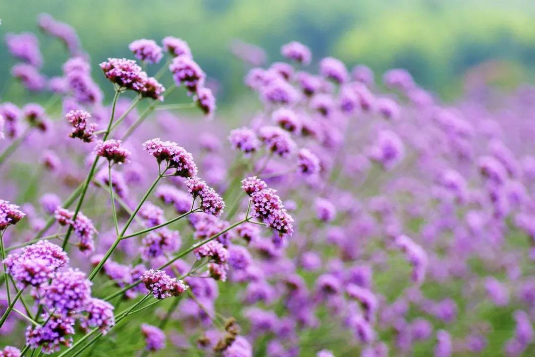 游赏地点:清风桥东,西侧漫花滩地公园   花海面积:100亩   花卉