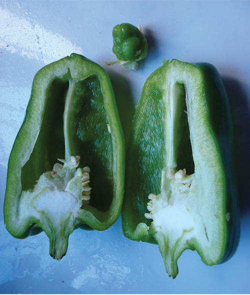 图文甜椒里面长出小甜椒奇不奇