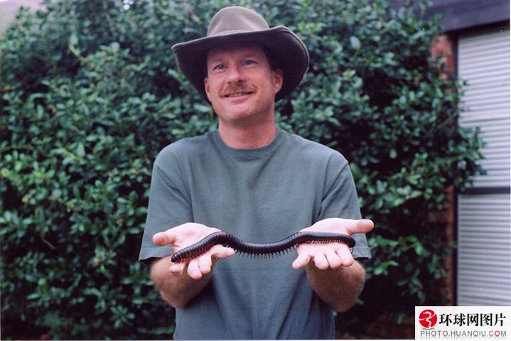 图片中心 图说天下 一条成熟的巨型非洲黑千足虫,其身长38.