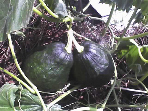 ��ͼ�ġ�һ��˫��̥�Ϲ�