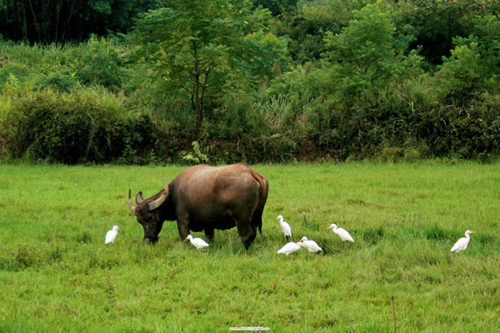 �����򣺰�����ˮţ���� ���ﹲ����һɫ