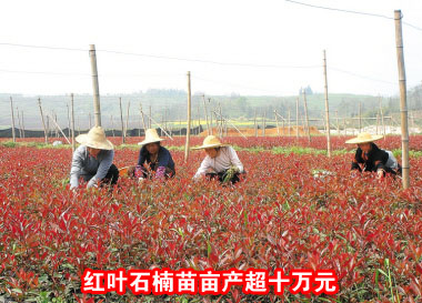 ��ͼ�ġ����Ŵ��Ҷʯ���Ķ����ʮ��Ԫ