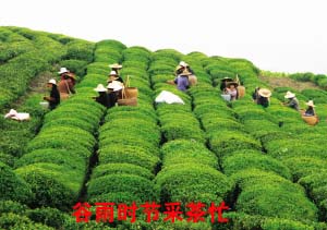 ��ͼ�ġ�����ʱ�ڲɲ�æ