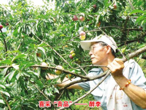 ��ͼ�ġ�ϲ�ɻʼҡ���Ʒ������ ����