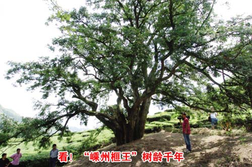 ��ͼ�ġ��������������������ǧ�� 