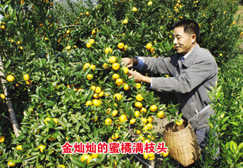 ��ͼ�ġ����ģ���Ӳӵ�������֦ͷ