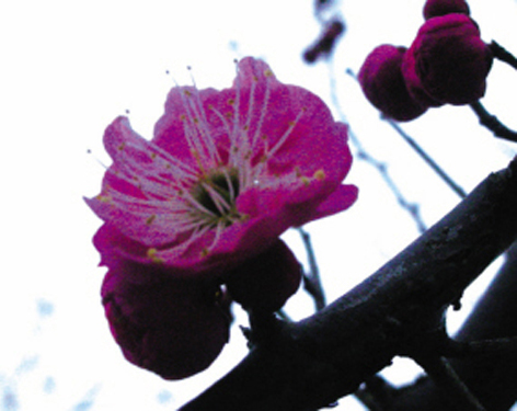 ��ͼ�ġ���÷����