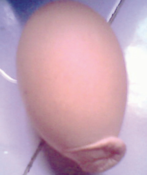 ĸ�����´���β�͡��� ���˳���