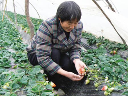 ��ͼ�ġ���ݮ������ ũ��Ц����