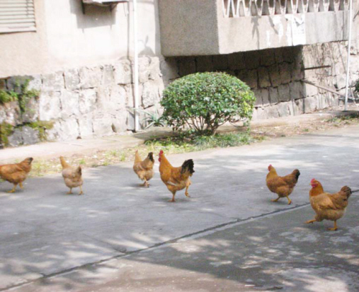 ��ͼ�ġ��Ǳ��̻����Ϸż������ã�