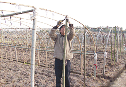 ��ͼ�ġ�ʯ�ũ����ֲǧĶ��������