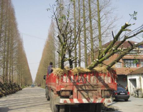 ��ͼ�ġ�������ľ��