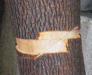 ʮ�������� �����˰�Ƥ