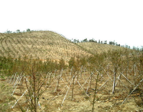 �������̱��Ľ��춹ɼ����