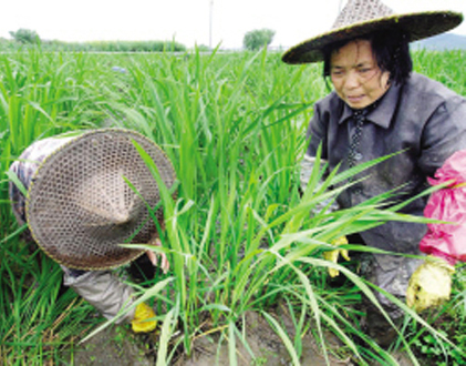 ��ͼ�ġ���ũ���æ����