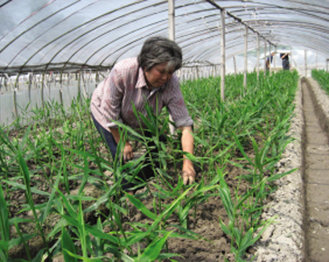 ��ũæ����