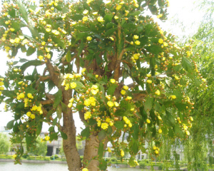 ˮ��һ�ü��� ������������