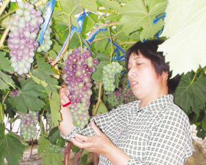 ��Ʒ�����������µ�����