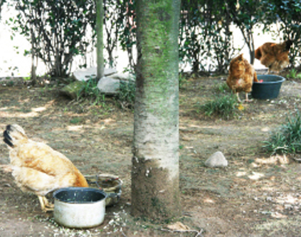 ԰��������Ѽ�����ã�