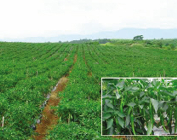 ʡ��ɽ���߲˺���ʾ�����ؽ��ɲ�Ͷ��