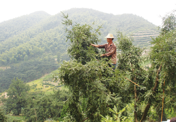 ��ͼ�ġ���鼲�ժ����ʱ