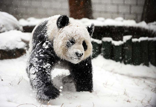 �Ϸ���ʡ��ӭ�������׳���ѩ