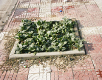 ���е�����20�� ������ľ�����