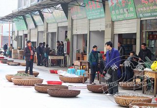 ����Ĳ�Ҷ�г�