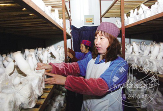 ����ӱ�������ŷ������