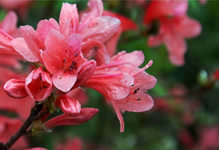 Ұ�ⳣ���ž黨����