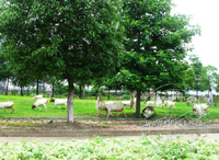 С�ݺ���Ц ���������