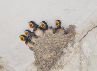 �����С�����໴���