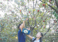 ��÷��ժ������