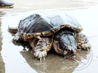 ��С����ꡱ���������