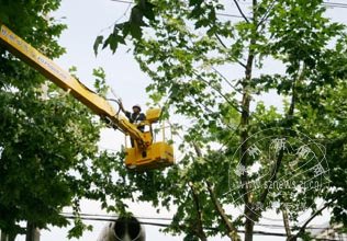 ����߶���֦ �ų���ȫ����