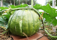 �Ϲ�����׳��ʱ ��������100��