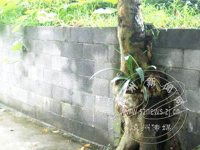 ��ͩ���ϳ�����