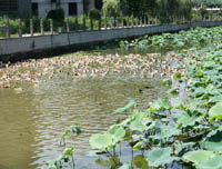 ���պɻ�ʢ�� ����������浴Ȼ�޴�