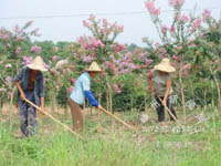 �����ļ���ľ����