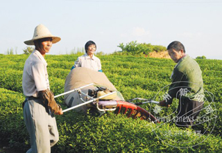 �����Ĳ�æ