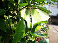 ̫������ ������������