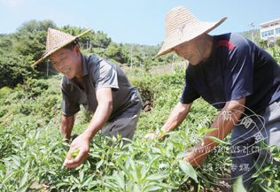 ��ɽ�߲�Ϊũ���� 